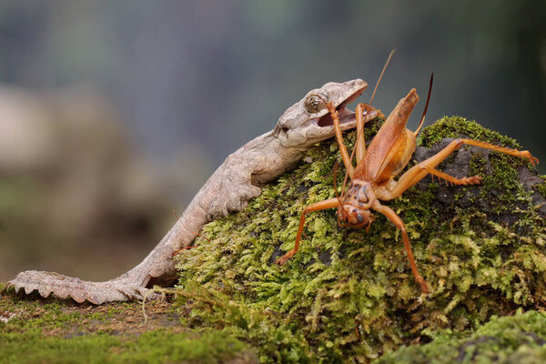 Летучий геккон Кула готов охотиться на сверчка. Эта рептилия имеет научное название Ptychozoon kuhli. 