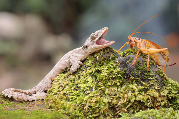 Летучий геккон Кула готов охотиться на сверчка. Эта рептилия имеет научное название Ptychozoon kuhli. 