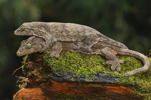 Par Geckos Gigantes Halmahera Estão Acasalando Este Réptil Endêmico Ilha — Fotografia de Stock