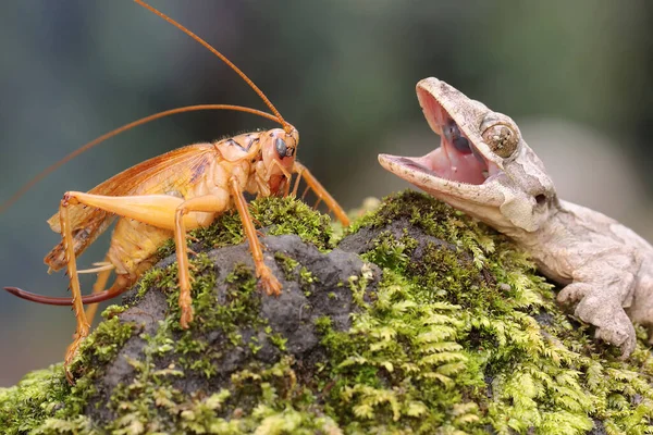 Kuhlův Létající Gekon Připraven Lovit Kriketu Tento Had Vědecké Jméno — Stock fotografie