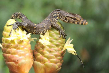 Bebek kurtarıcı kertenkele (Varanus kurtarıcısı) günlük aktivitelerine başlamadan önce güneşleniyor. 