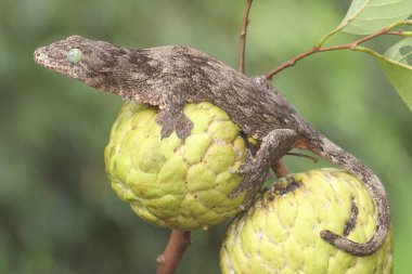 Bir Halmahera dev kertenkelesi elma ağacında avını arıyor. Endonezya, Halmahera Adası 'ndan gelen bu sürüngen bilimsel adı Gehyra marginata' dır.. 
