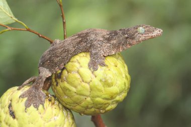 Bir Halmahera dev kertenkelesi elma ağacında avını arıyor. Endonezya, Halmahera Adası 'ndan gelen bu sürüngen bilimsel adı Gehyra marginata' dır.. 
