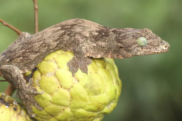 Halmahera Giant Gecko Looking Prey Sugar Apple Tree Endemic Reptile — Foto Stock