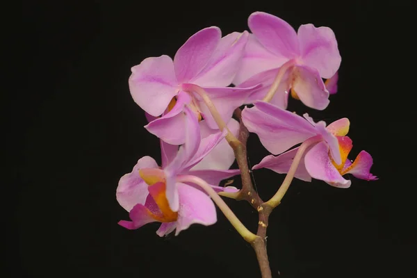 Krása Orchideje Plném Rozkvětu Tato Krásná Květina Vědecké Jméno Phalaenopsis — Stock fotografie