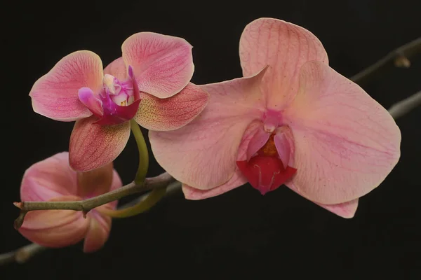 Beleza Uma Orquídea Traça Plena Floração Esta Bela Flor Tem — Fotografia de Stock