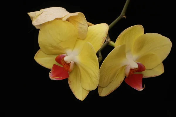 Egy Virágzó Lepke Orchidea Szépsége Ennek Gyönyörű Virágnak Tudományos Neve — Stock Fotó