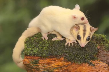 Anne şeker planörü bebeğini yırtıcılardan korumak için bebeğini kucağına alır. Bu keseli memelinin bilimsel adı Petaurus Breviceps..