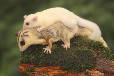 Anne şeker planörü bebeğini yırtıcılardan korumak için bebeğini kucağına alır. Bu keseli memelinin bilimsel adı Petaurus Breviceps..