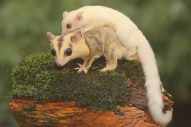 Anne şeker planörü bebeğini yırtıcılardan korumak için bebeğini kucağına alır. Bu keseli memelinin bilimsel adı Petaurus Breviceps..