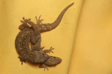 Bir çift düz kuyruklu kertenkele çiftleşiyor. Bu sürüngenin bilimsel adı Cosymbotus platyurus.. 