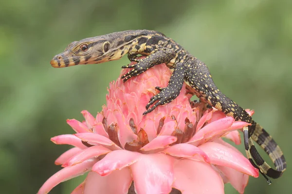 Baby Salvator Monitor Lizard Varanus Salvator Sunbathing Starting Its Daily — Stock Photo, Image