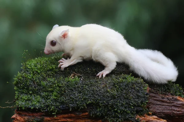 Månad Gammal Albino Sockerglidare Buske Detta Pungdjur Har Det Vetenskapliga — Stockfoto