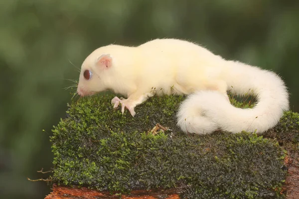 One Month Old Albino Sugar Glider Baby Bush Marsupial Mammal — Stock Photo, Image