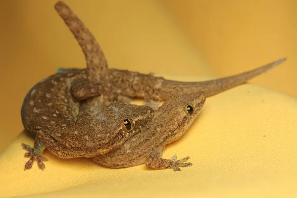 Een Paar Platstaartgekko Paren Dit Reptiel Heeft Wetenschappelijke Naam Cosymbotus — Stockfoto
