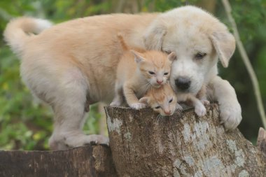 Kuru bir ağaç gövdesinde iki kedi yavrusuyla oynayan bir köpek yavrusu. Bu memelilerin ikisi de insanlar için favori evcil hayvanlardır.. 