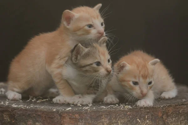 Three Kittens Resting Dry Tree Trunk Mammal Favorite Pet Humans — ストック写真
