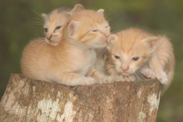 Kedi Yavrusu Kuru Bir Ağaç Gövdesinde Dinleniyor Memeli Insanlar Için — Stok fotoğraf