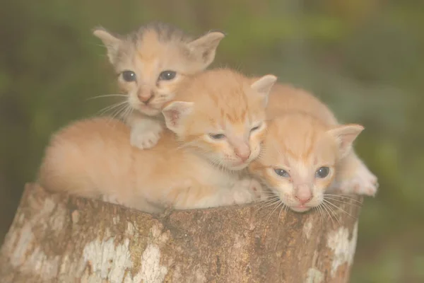 Three Kittens Resting Dry Tree Trunk Mammal Favorite Pet Humans — стоковое фото