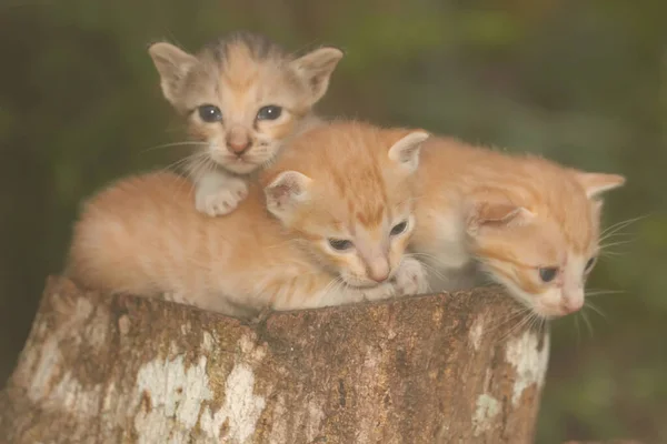 Three Kittens Resting Dry Tree Trunk Mammal Favorite Pet Humans — стоковое фото