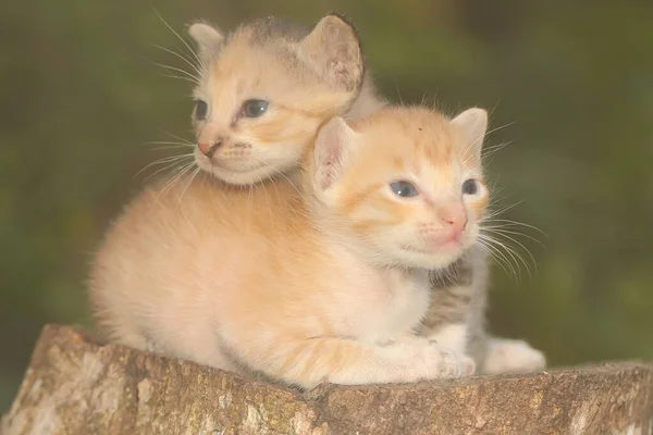 Два Котенка Отдыхают Сухом Стволе Дерева Млекопитающее Любимое Животное Людей — стоковое фото