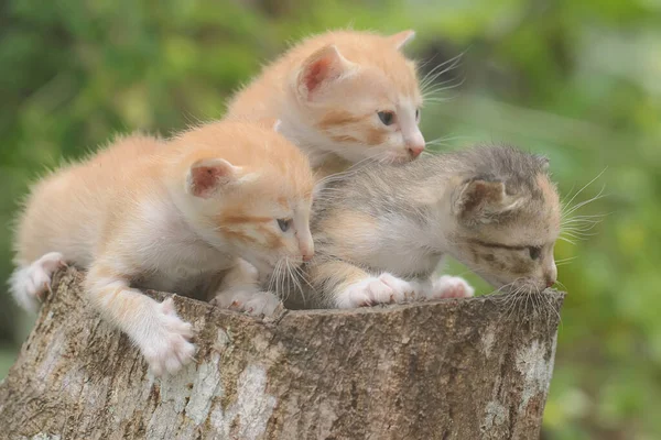 Три Котенка Отдыхают Сухом Стволе Дерева Млекопитающее Любимое Животное Людей — стоковое фото