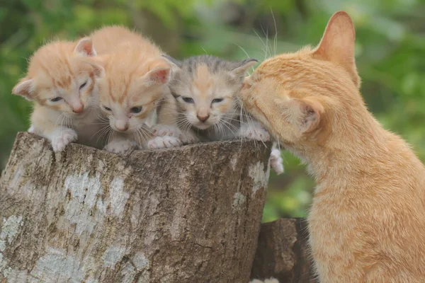 Мать Кошка Эвакуирует Трех Котят Безопасное Место Млекопитающее Любимое Животное — стоковое фото