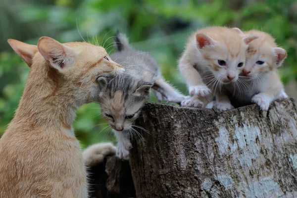 Mother Cat Evacuating Her Three Kittens Safer Place Mammal Favorite — стоковое фото