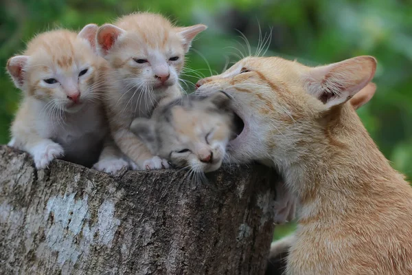 Три Котенка Отдыхают Сухом Стволе Дерева Млекопитающее Любимое Животное Людей — стоковое фото