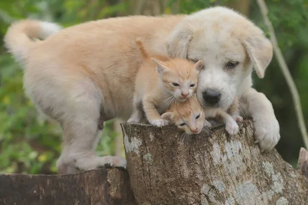 Kuru Bir Ağaç Gövdesinde Iki Kedi Yavrusuyla Oynayan Bir Köpek — Stok fotoğraf