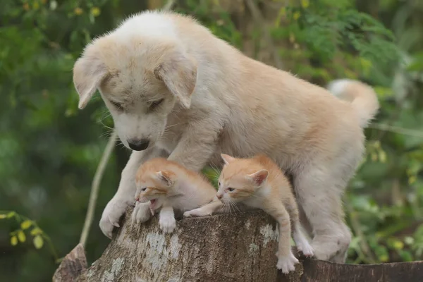 Kuru Bir Ağaç Gövdesinde Iki Kedi Yavrusuyla Oynayan Bir Köpek — Stok fotoğraf