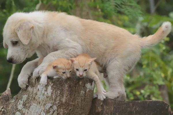 Puppy Playing Two Kittens Resting Dry Tree Trunk Both Mammals — стоковое фото