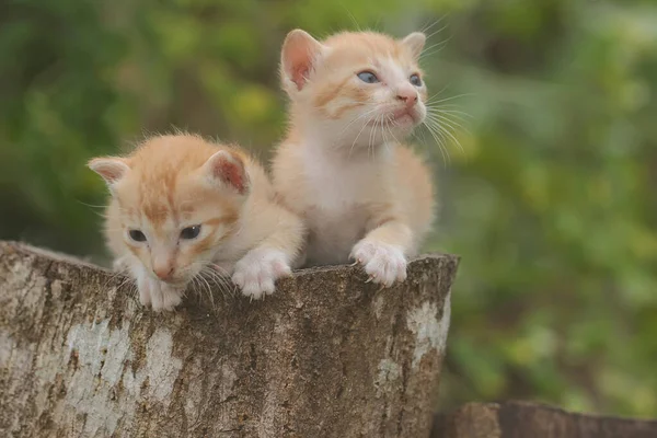 Two Kittens Resting Dry Tree Trunk Mammal Favorite Pet Humans — стоковое фото