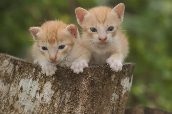 Два Котенка Отдыхают Сухом Стволе Дерева Млекопитающее Любимое Животное Людей — стоковое фото