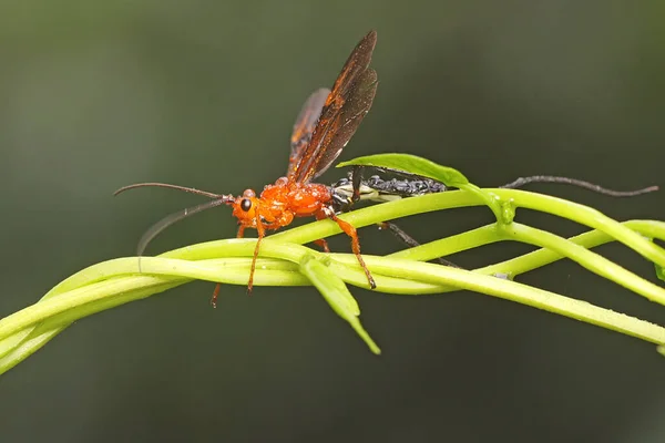 Crown Wasp Looking Prey Wild Plant Insect Has Scientific Name — Fotografia de Stock