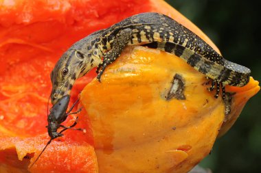 Genç bir kurtarma görevlisi kertenkele küçük siyah bir böceği avlıyormuş. Bu sürüngenin bilimsel adı Varanus kurtarıcıdır.. 