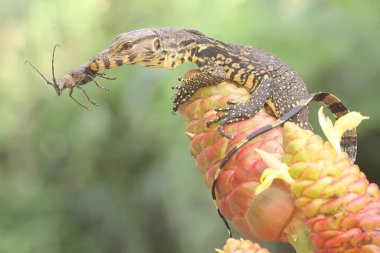Genç bir kurtarma görevlisi kertenkele küçük siyah bir böceği avlıyormuş. Bu sürüngenin bilimsel adı Varanus kurtarıcıdır.. 