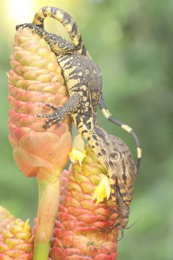 Genç bir kurtarma görevlisi kertenkele küçük siyah bir böceği avlıyormuş. Bu sürüngenin bilimsel adı Varanus kurtarıcıdır.. 