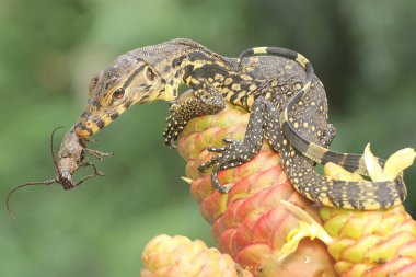 Genç bir kurtarma görevlisi kertenkele küçük siyah bir böceği avlıyormuş. Bu sürüngenin bilimsel adı Varanus kurtarıcıdır.. 
