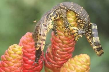 Genç bir kurtarma görevlisi kertenkele küçük siyah bir böceği avlıyormuş. Bu sürüngenin bilimsel adı Varanus kurtarıcıdır.. 