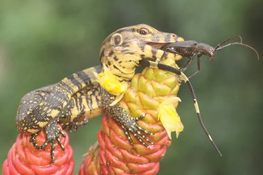 Genç bir kurtarma görevlisi kertenkele küçük siyah bir böceği avlıyormuş. Bu sürüngenin bilimsel adı Varanus kurtarıcıdır.. 