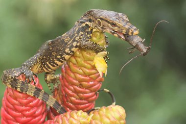 Genç bir kurtarma görevlisi kertenkele küçük siyah bir böceği avlıyormuş. Bu sürüngenin bilimsel adı Varanus kurtarıcıdır.. 