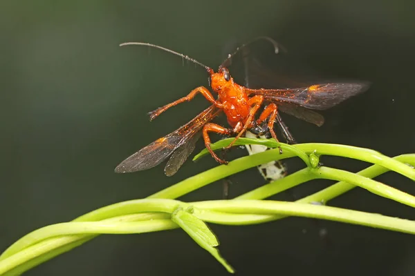 Crown Wasp Looking Prey Wild Plant Insect Has Scientific Name — Fotografia de Stock