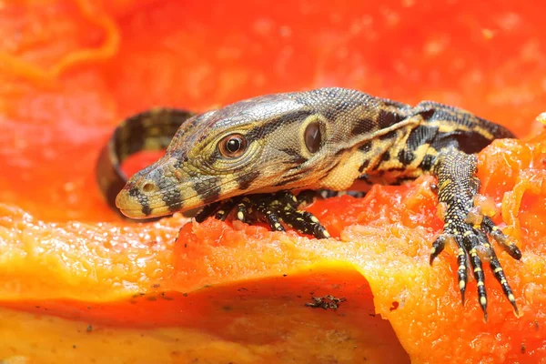 Baby Salvator Monitor Lizard Varanus Salvator Sunbathing Starting Its Daily — Stock Photo, Image