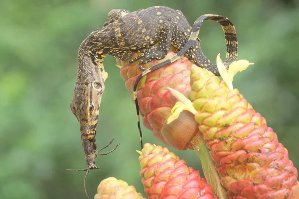 stock image A young salvator monitor lizard was preying on a small black insect. This reptile has the scientific name Varanus salvator. 