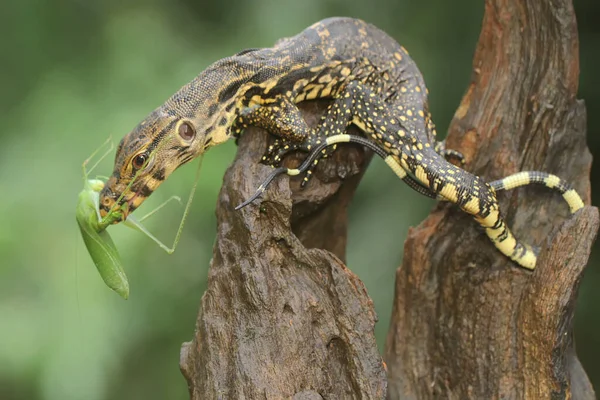 Young Salvator Monitor Lizard Preying Long Legged Grasshopper Mecopoda Nipponensis — Stockfoto