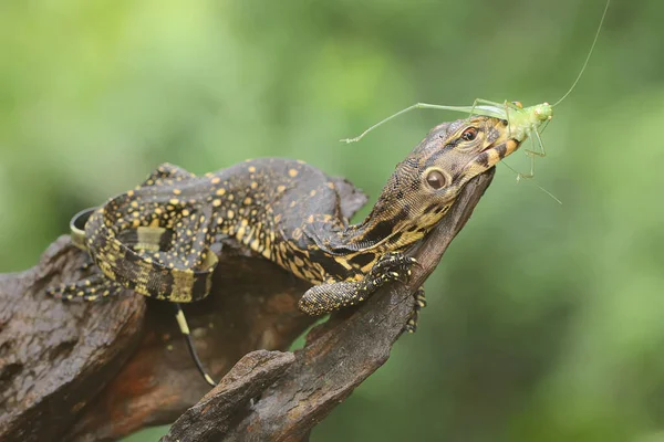 Young Salvator Monitor Lizard Preying Long Legged Grasshopper Mecopoda Nipponensis — Stock Photo, Image