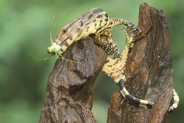 Young Salvator Monitor Lizard Preying Long Legged Grasshopper Mecopoda Nipponensis — Stockfoto
