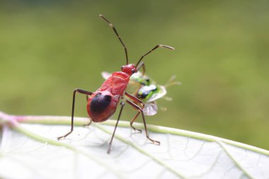 Kırmızı bir pamuk böceği çürümüş odunları yosunla kaplayan kaplumbağa böceğini avlar. Bu böceğin bilimsel adı Dysdercus cingulatus. 