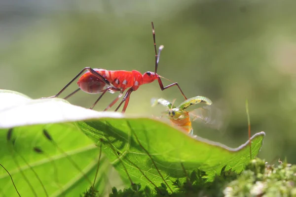 Red Cotton Bug Preys Tortoise Beetle Rotting Wood Overgrown Moss — Fotografia de Stock